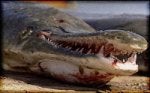 Jaw Organism Crocodile Terrestrial animal Crocodilia