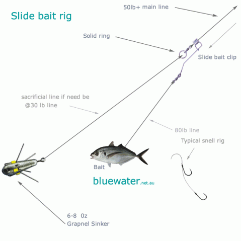 Fishing a live bait (greenling/rockfish/perch) for a lingcod on the jetty,  need tips on rigging a live bait.