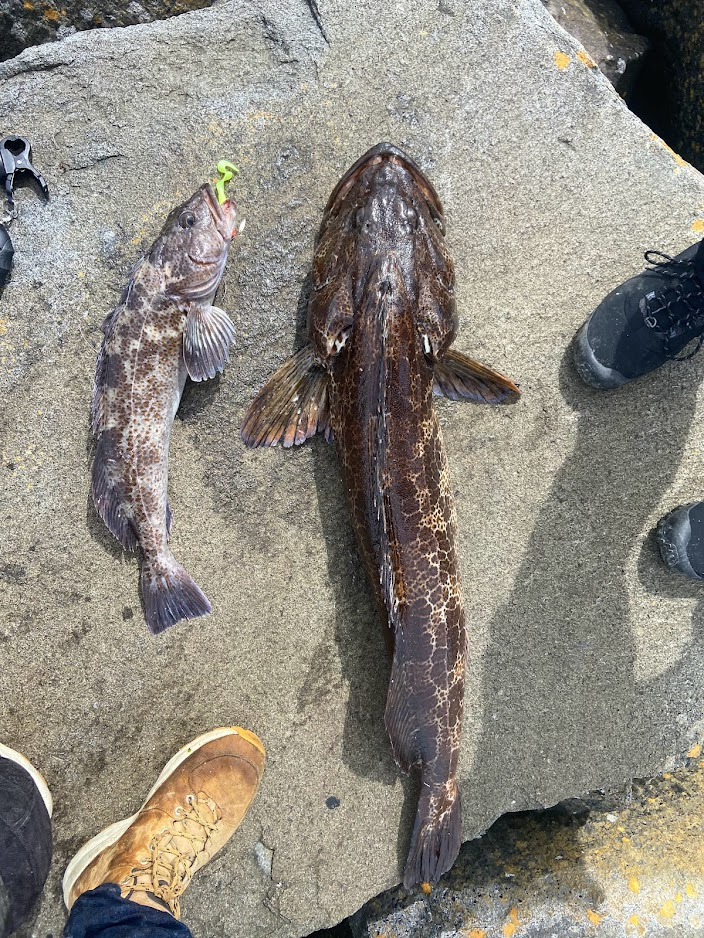 Fishing a live bait (greenling/rockfish/perch) for a lingcod on
