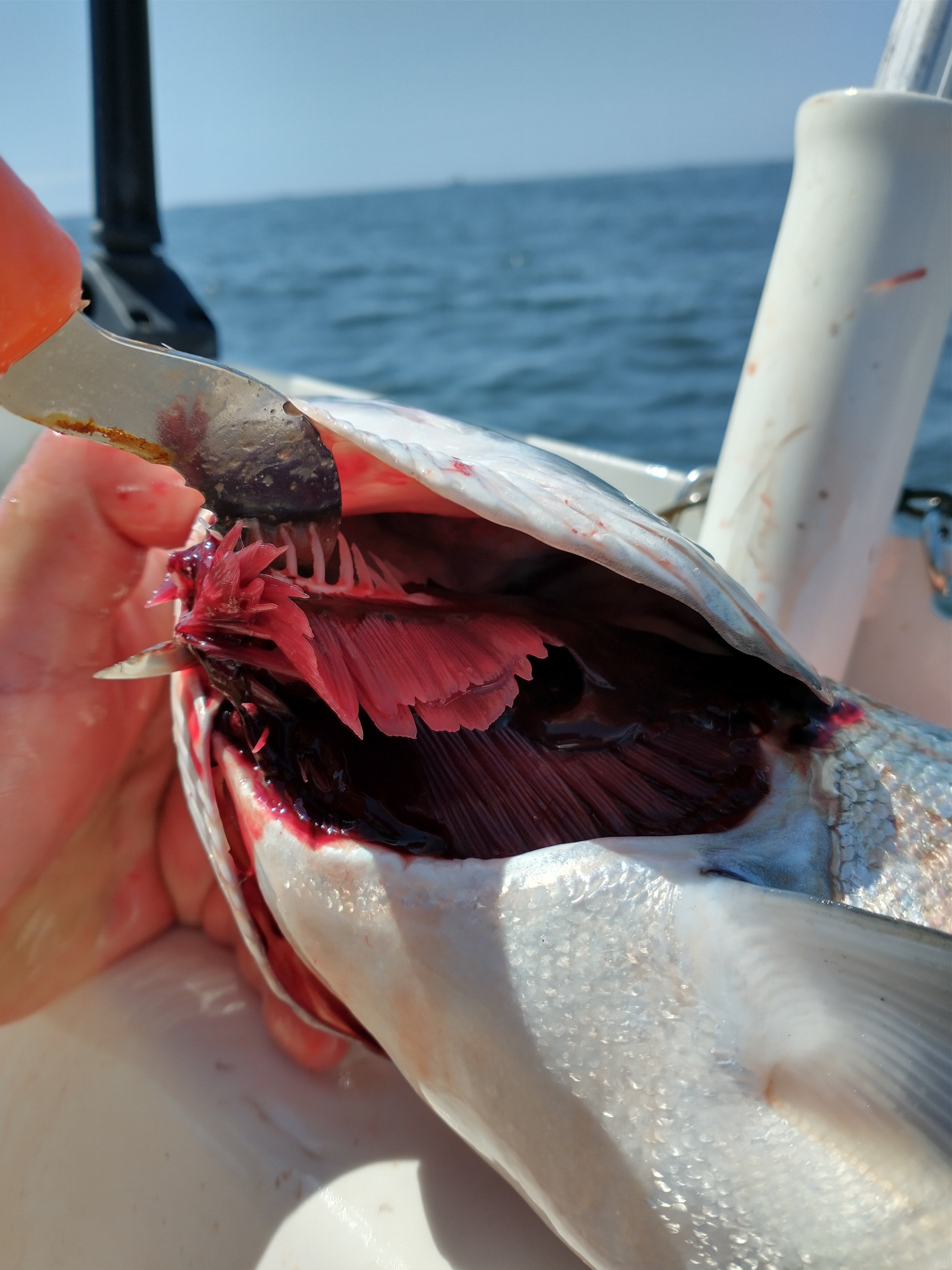 Bleeding/ gutting fish at sea
