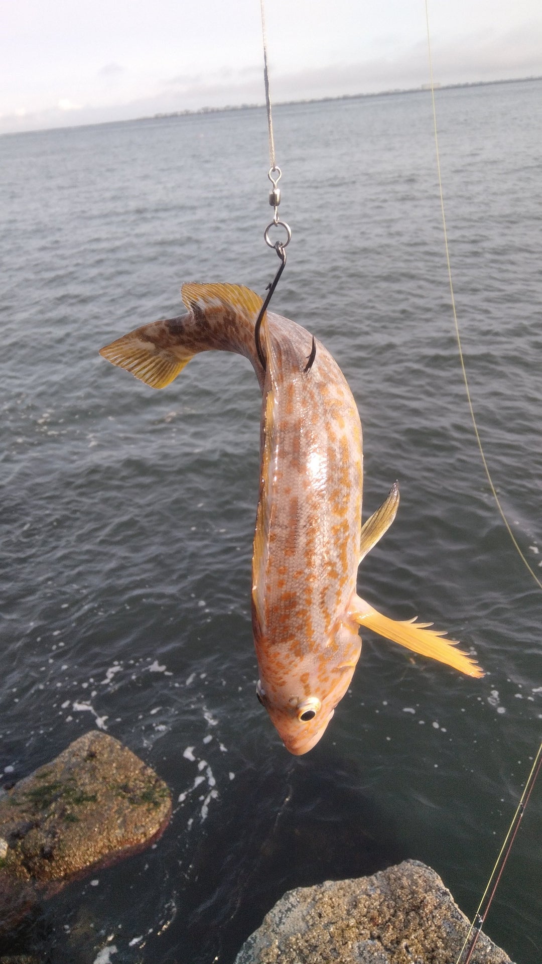 Fishing a live bait (greenling/rockfish/perch) for a lingcod on